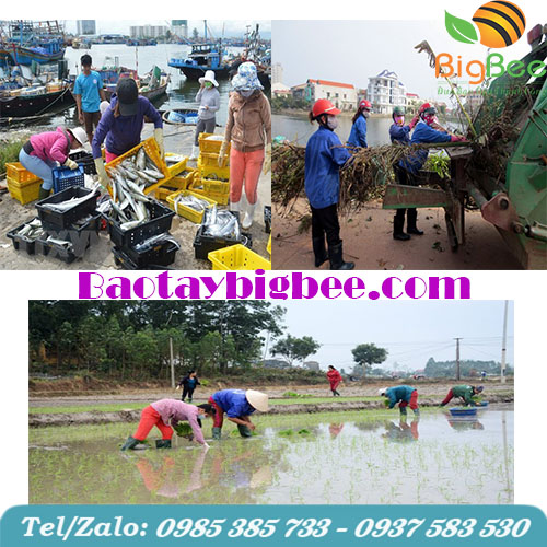 Một số hình ảnh ứng dụng của ủng đế vàng Một số hình ảnh ứng dụng của ủng đế vàng