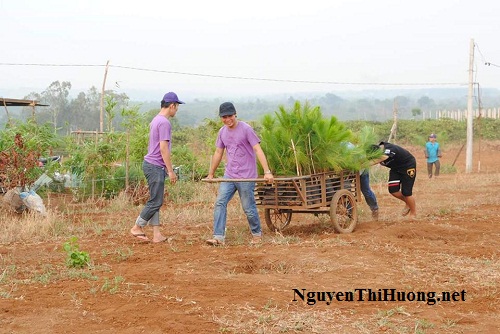 nguyễn thị hường