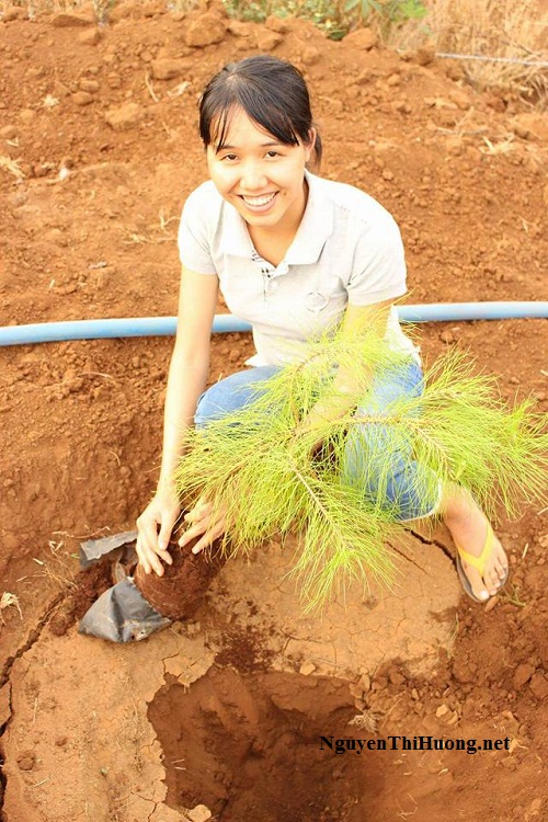 nguyễn thị hường