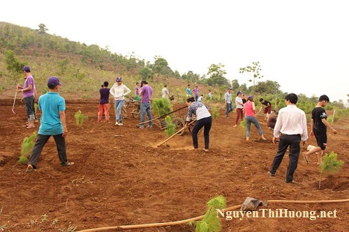 nguyễn thị hường