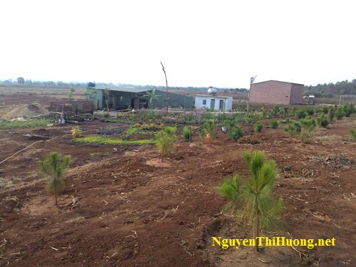 nguyễn thị hường