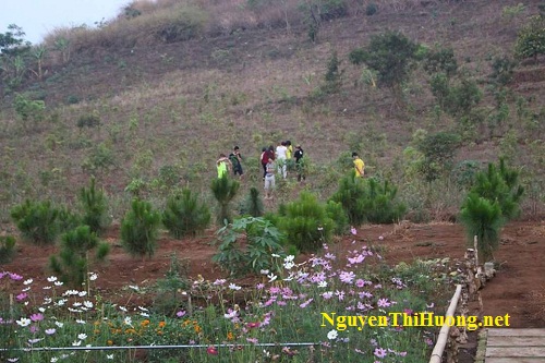 nguyễn thị hường