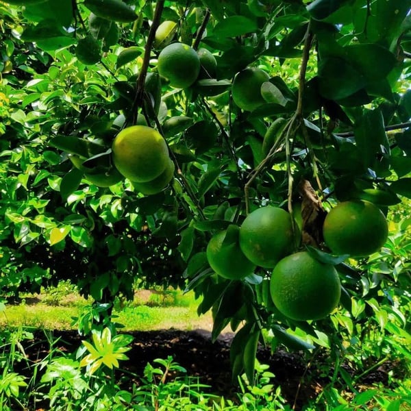 Bán trang trại 2,8 ha nghỉ dưỡng Yến Sào Hoài Thanh, Bình Phước
