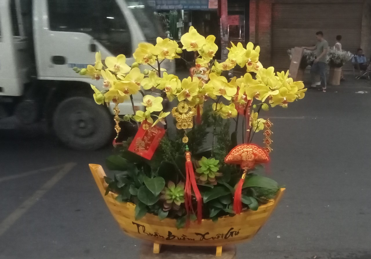 Chậu lan hồ điệp THUẬN BUỒM XUÔI GIÓ