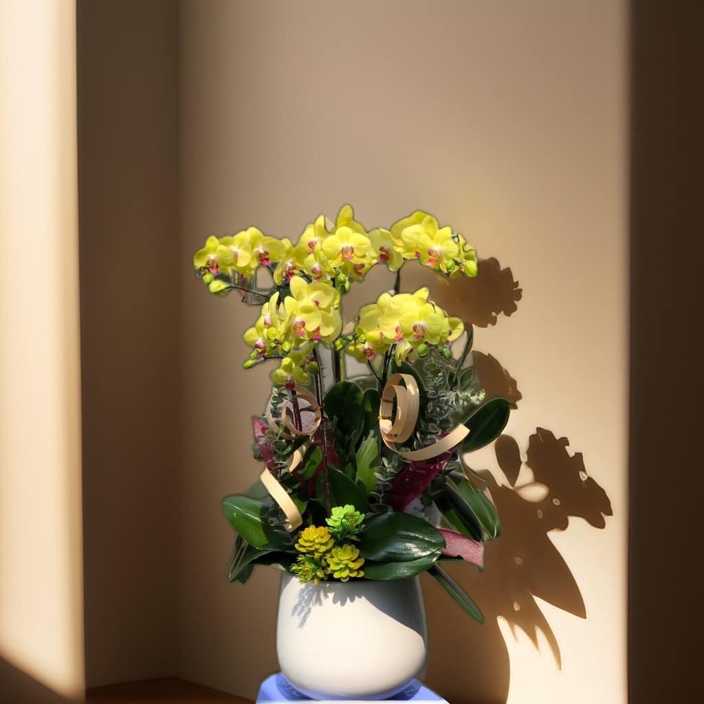 chậu lan 5 cây vàng