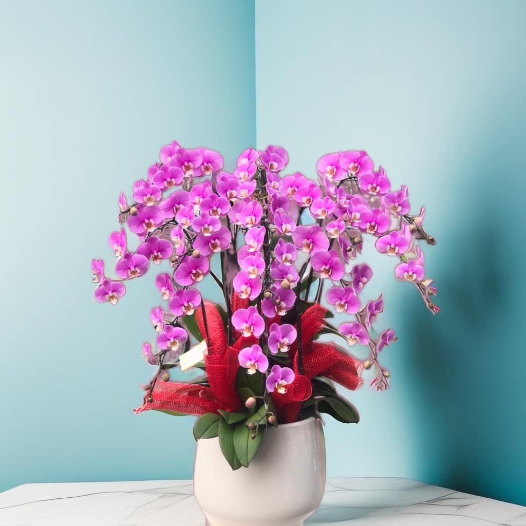 Chậu lan hồ điệp 10 cây hồng