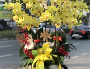 Ý NGHĨA HOA LAN CHÚC MỪNG KHAI TRƯƠNG