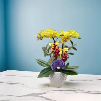 CHẬU LAN HỒ ĐIỆP 2 CÂY MINI - LHD003