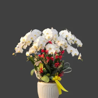 CHẬU LAN HỒ ĐIỆP TRẮNG 10 CÂY - LHD006