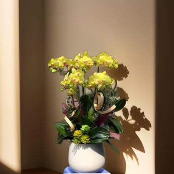 CHẬU LAN HỒ ĐIỆP 5 CÂY VÀNG - LHD004