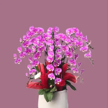 CHẬU LAN HỒ ĐIỆP HỒNG 10 CÂY - LHD008