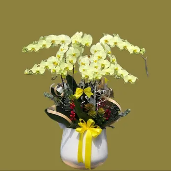 CHẬU LAN HỒ ĐIỆP 8 CÂY XANH BƠ - LHD007