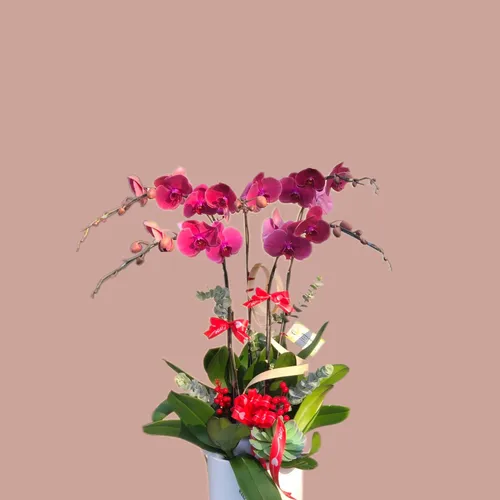 CHẬU LAN HỒ ĐIỆP 5 CÂY CAM CÀ RỐT - LHD009