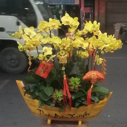 CHẬU LAN HỒ ĐIỆP THUẬN BUỒM XUÔI GIÓ - LHD001