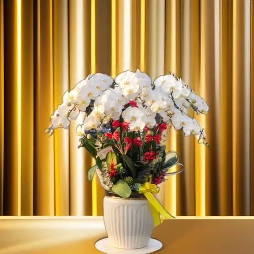 CHẬU LAN HỒ ĐIỆP TRẮNG 10 CÂY - LHD006