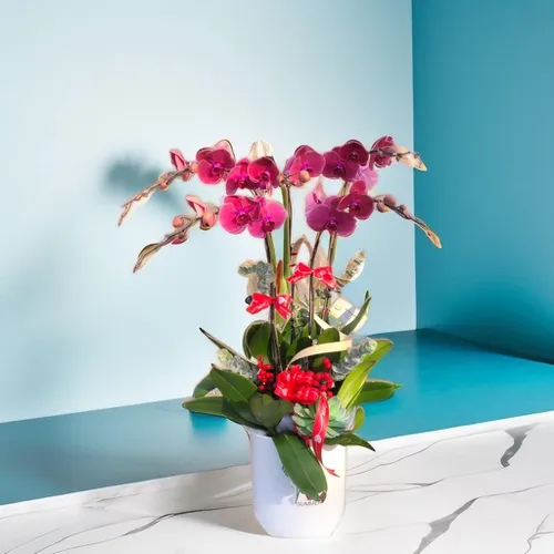 CHẬU LAN HỒ ĐIỆP 5 CÂY CAM CÀ RỐT - LHD009