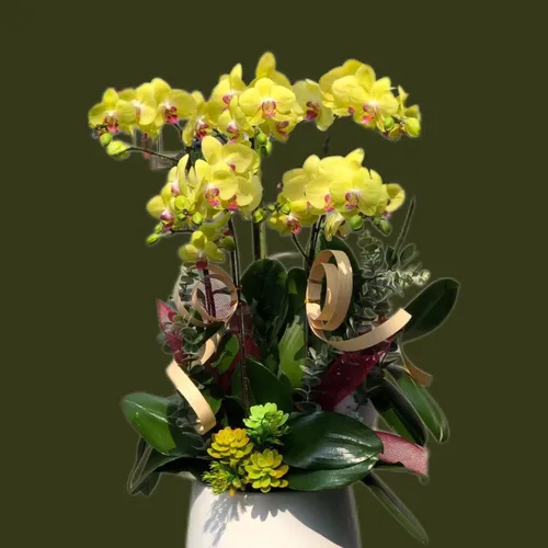 CHẬU LAN HỒ ĐIỆP 5 CÂY VÀNG - LHD004