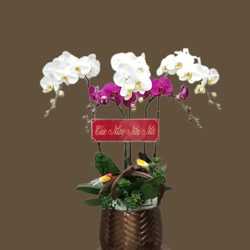 CHẬU LAN HỒ ĐIỆP 5 CÂY MIX - LHD002