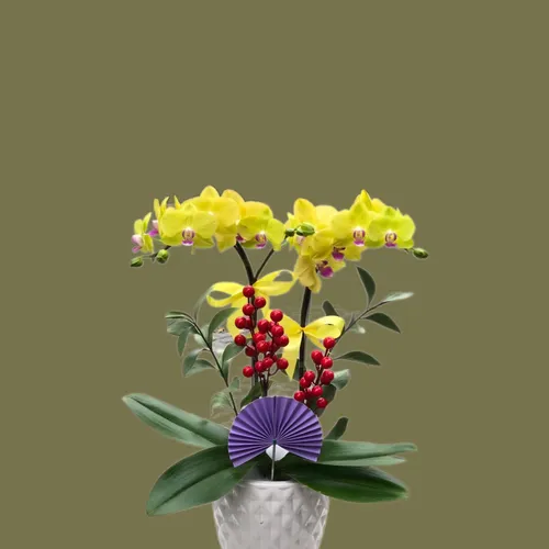 CHẬU LAN HỒ ĐIỆP 2 CÂY MINI - LHD003