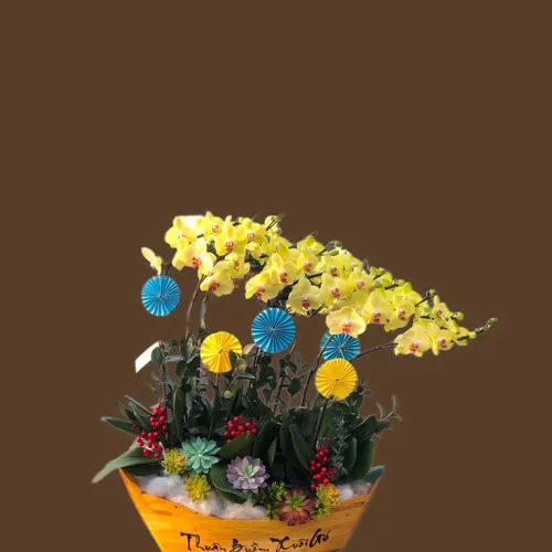 CHẬU LAN HỒ ĐIỆP THUẬN BUỒM XUÔI GIÓ - LHD001