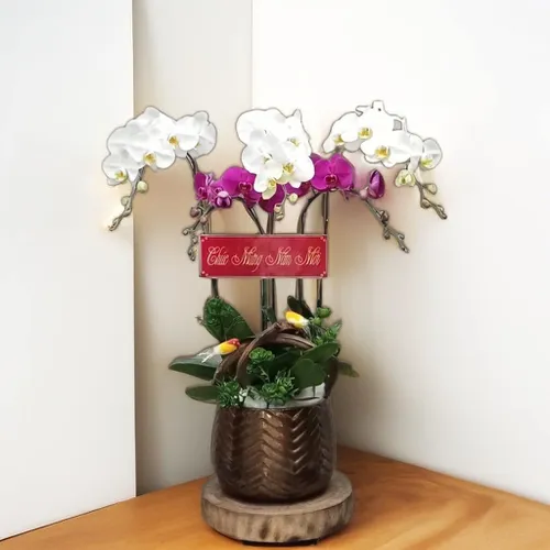 CHẬU LAN HỒ ĐIỆP 5 CÂY MIX - LHD002