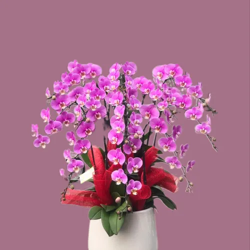 CHẬU LAN HỒ ĐIỆP HỒNG 10 CÂY - LHD008