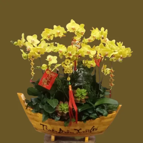 CHẬU LAN HỒ ĐIỆP THUẬN BUỒM XUÔI GIÓ - LHD001