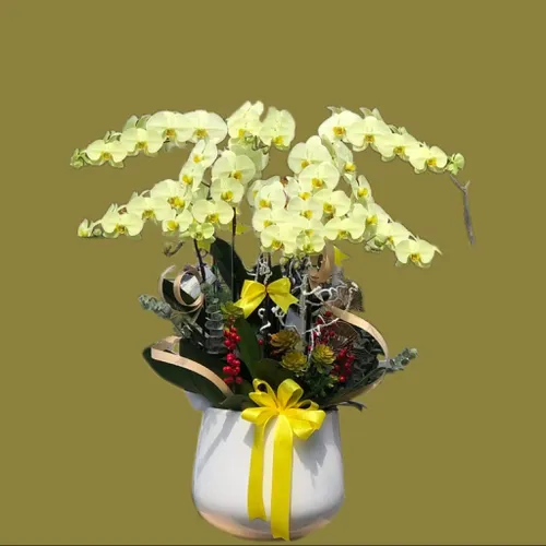 CHẬU LAN HỒ ĐIỆP 8 CÂY XANH BƠ - LHD007