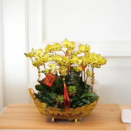 CHẬU LAN HỒ ĐIỆP THUẬN BUỒM XUÔI GIÓ - LHD001