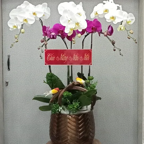 CHẬU LAN HỒ ĐIỆP 5 CÂY MIX - LHD002