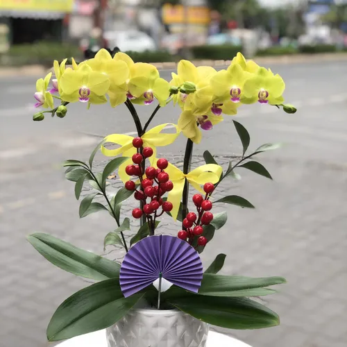 CHẬU LAN HỒ ĐIỆP 2 CÂY MINI - LHD003