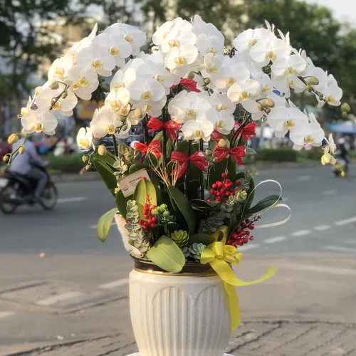 CHẬU LAN HỒ ĐIỆP TRẮNG 10 CÂY - LHD006