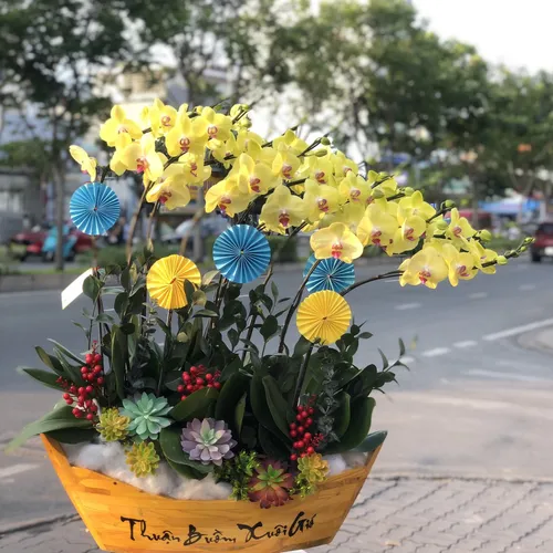 CHẬU LAN HỒ ĐIỆP THUẬN BUỒM XUÔI GIÓ - LHD001