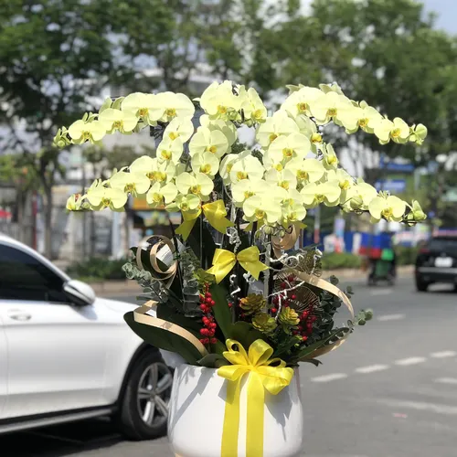 CHẬU LAN HỒ ĐIỆP 8 CÂY XANH BƠ - LHD007