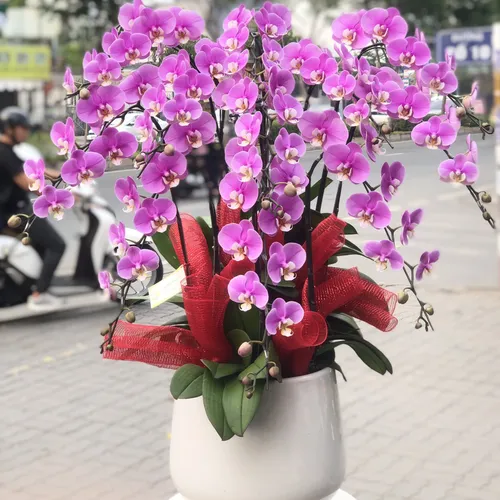 CHẬU LAN HỒ ĐIỆP HỒNG 10 CÂY - LHD008