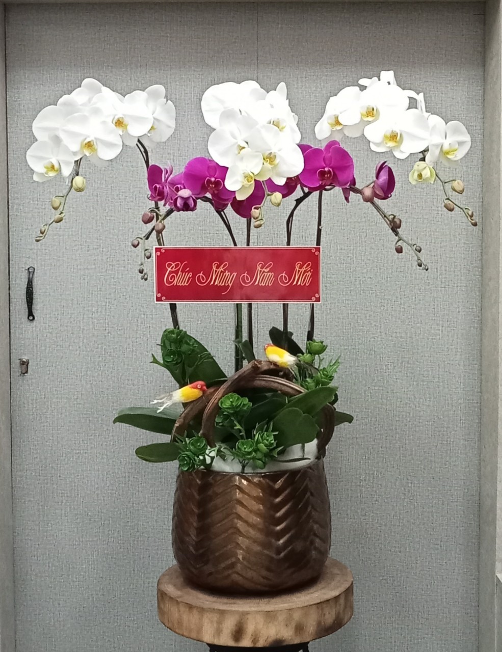 Chậu lan 5 cây mix màu