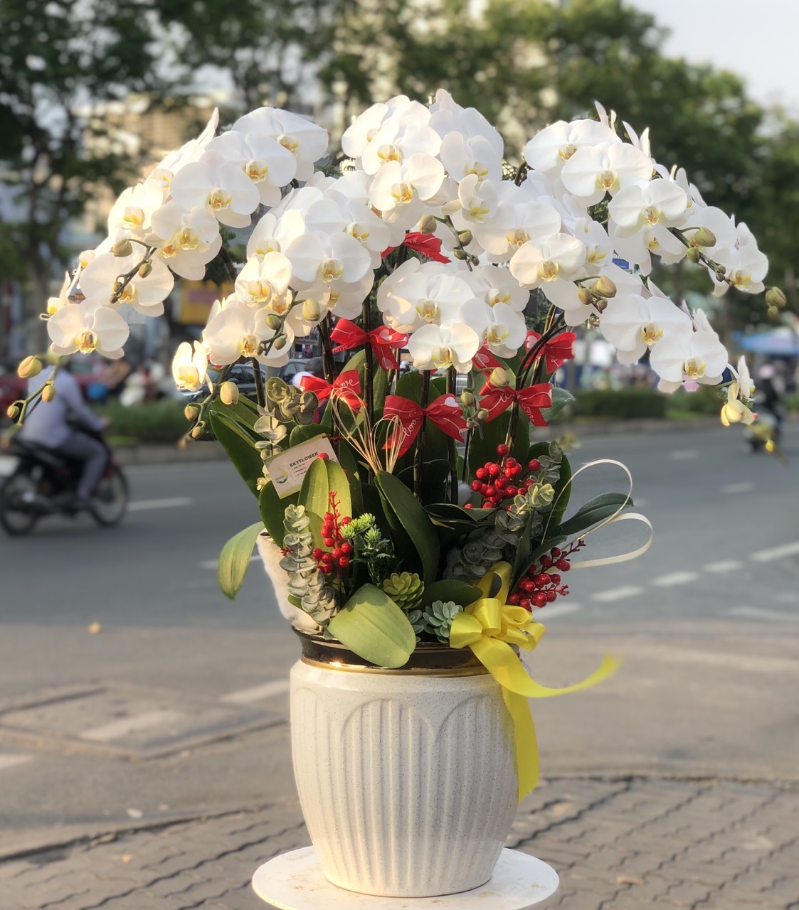 Chậu lan trắng 10 cây