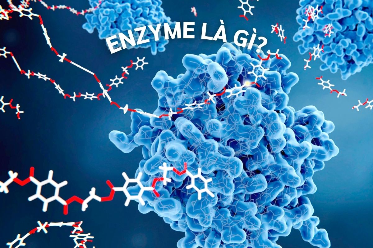 Enzyme là các phân tử protein được tạo thành từ nhiều loại axit amin. Enzyme là các phân tử protein được tạo thành từ nhiều loại axit amin.