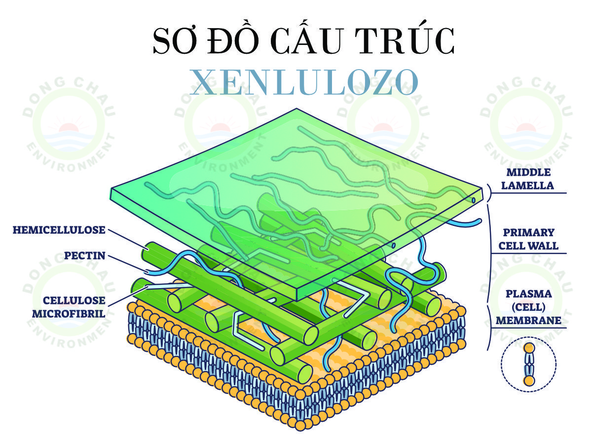 Sơ đồ cấu tạo hình thành Xenlulozơ có công thức (C6H10O5)n