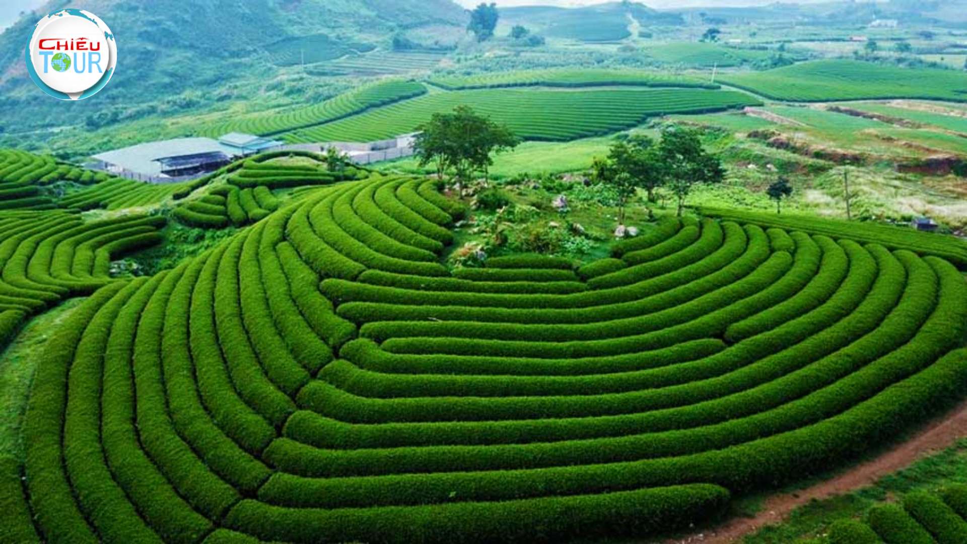 Tour du lịch khám phá Mộc Châu giá rẻ