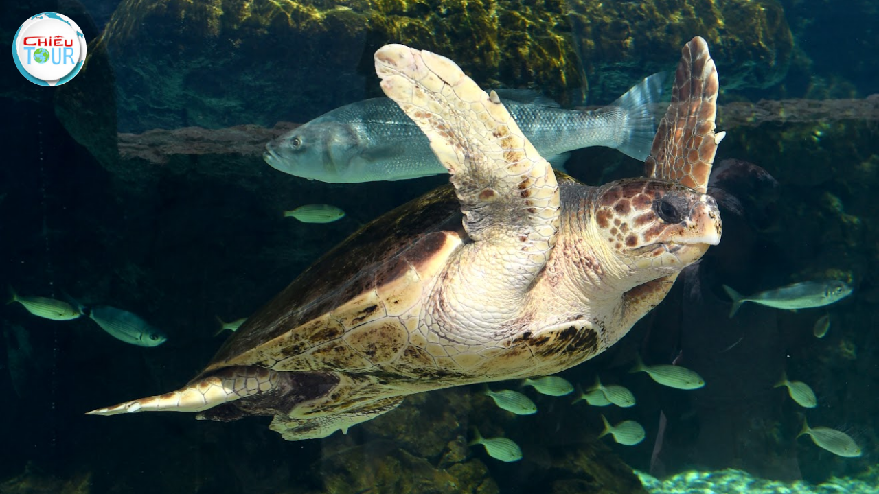 Tour Nha Trang - Đà Lạt 5 Ngày 4 Đêm giá rẻ