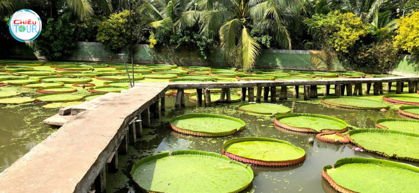 Tour Cao Lãnh Đồng Tháp mùa nước nổi giá rẻ