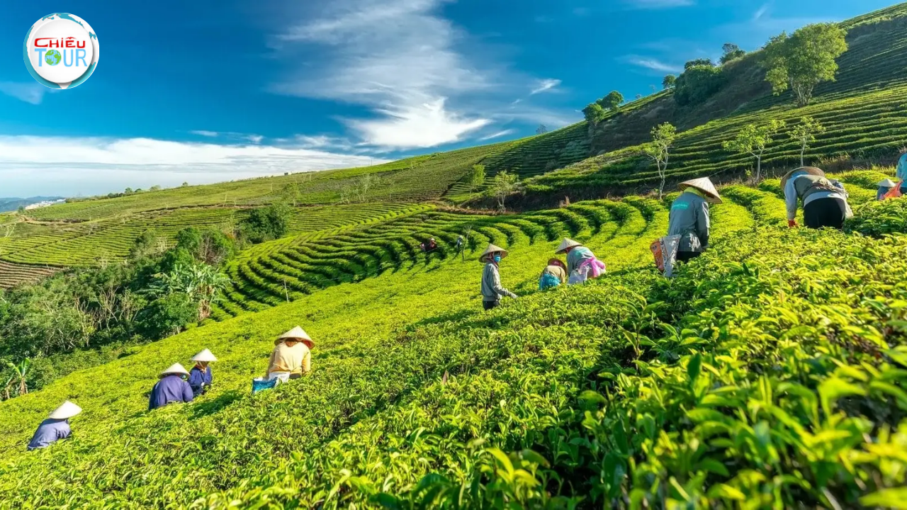 Tour du lịch Đà Lạt 3 Ngày 3 Đêm