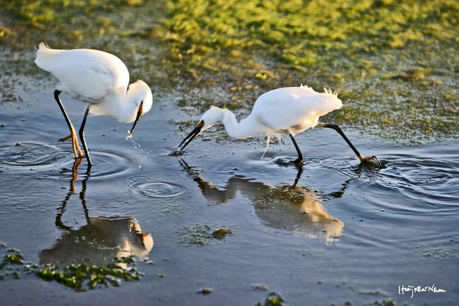 Du lịch Cồn Có Du lịch Cồn Có