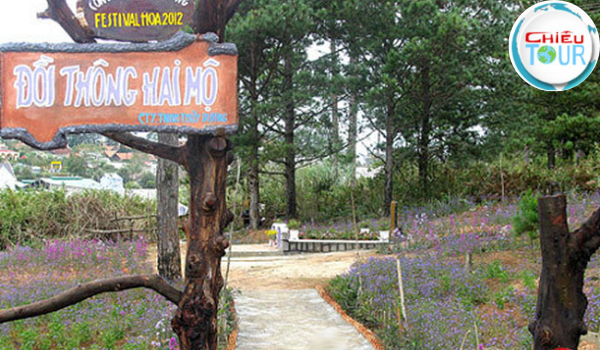 Đường đi đến Đồi thông Hai Mộ tại Đà Lạt