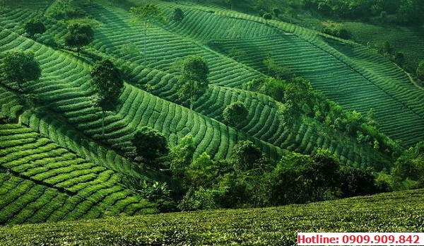 Rừng Chè tại Suối Giàng