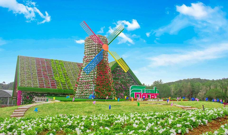 TOUR VE LE DA LAT TET CANH TY 2020