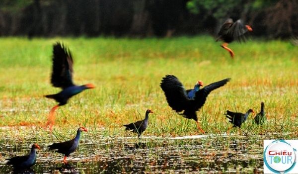 Động vật tại Bàu Chim - VQG Cát Tiên
