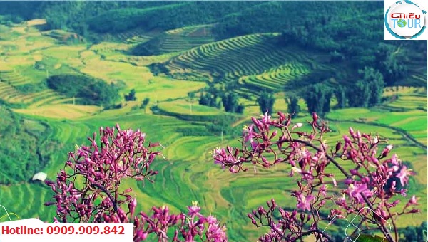 Ruộng bậc thang tại Mường Păng