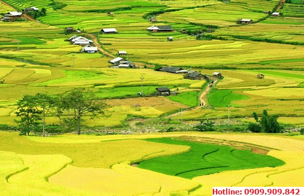 Cánh đồng Mường Thanh tuyệt đẹp vào mùa gặt